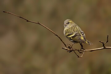 Fototapeta premium Female Eurasian Siskin perched on branch