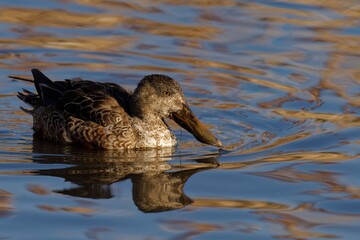 Fototapeta premium Female Northern Shoveler swimming on freshwater lake
