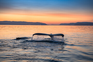 Whales swimming at sunset in Greenland. Disko Bay. 