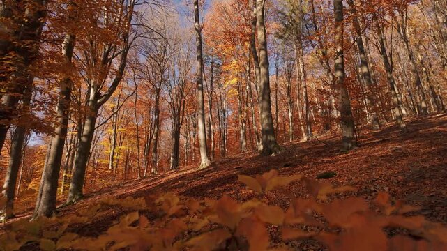Cinematic Low Angle of Rusty Autumn Forest Floor with Blurred Foreground Leaves and Sunlit Tree Trunks