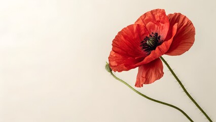 Obraz premium Single red poppy flower with delicate petals and long green stem photographed on a soft neutral background. Minimal botanical composition with elegant lighting and natural beauty.