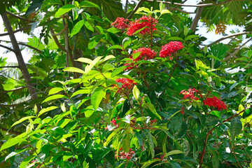 Vibrant Red Ixora Flowers Blooming Amid Lush Green Tropical Foliage Under Sunny Sky