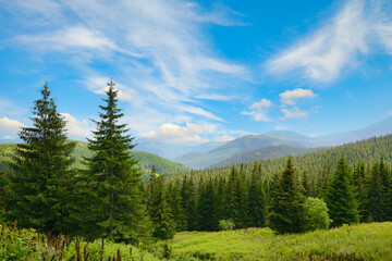 Tranquil Mountain Valley Surrounded by Conifers