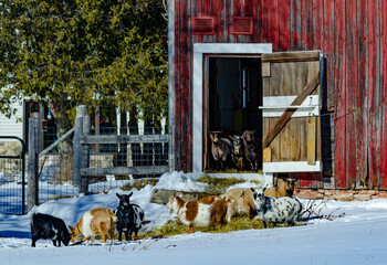 584-18 Goats at the Door