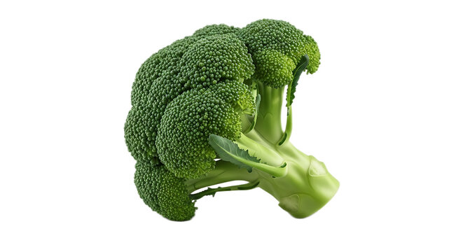 Fresh broccoli head with florets and stem, vibrant green color, healthy vegetable, isolated on white.
