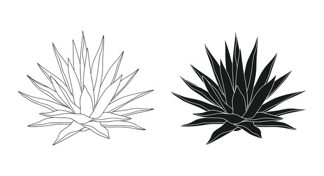 Two agave plants are displayed with contrasting line work one white and one black as a silhouette high quality professional detailed
