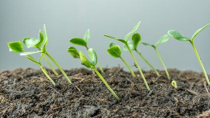 Healthy cucumber seedlings with bright green leaves rise from fertile soil. The photo highlights early plant growth and natural vitality.