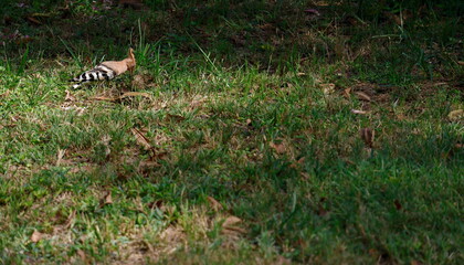 Eurasian hoopoe Upupa epops epops searching for food. Turia Garden. Valencia. Spain. © Víctor