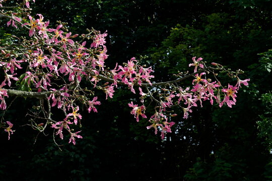 Branch of a flowering floss silk tree Ceiba speciosa. Turia Garden. Valencia. Spain.