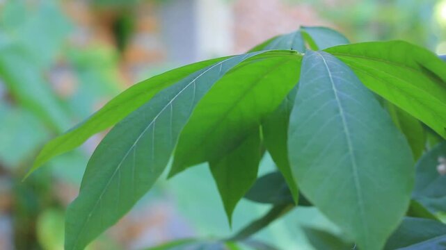Fresh green cassava leaves moving gently in the wind with blurry background and negative space