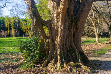 Obraz premium Old big tree in the park. The concept of nature and environment