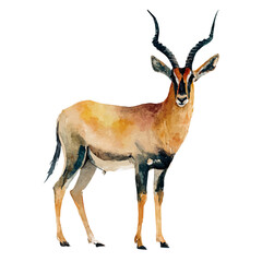watercolor vector of Antelope, isolated on a white background. © F-ART