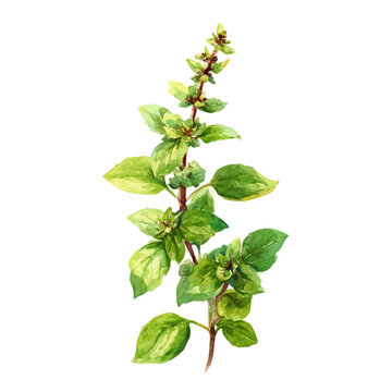 Holy Basil, watercolor clipart vector, isolated on a white background.