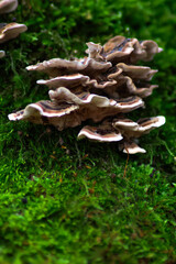 Fototapeta premium mushrooms in the forest