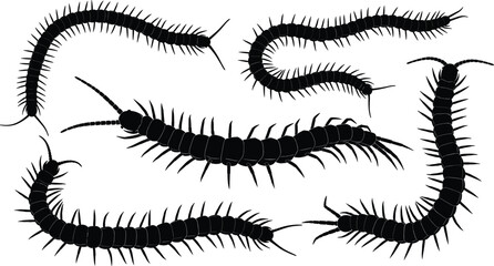 Collection of six centipede silhouettes with segmented bodies and numerous legs, perfect for entomology design, biology artwork, insect illustration, and educational creative projects © MdAzmol