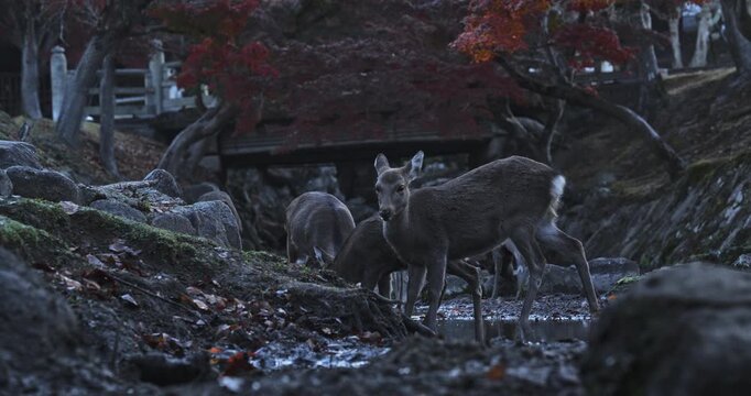 Deer in nearly dried up stream picking at ground - dusk, wide shot