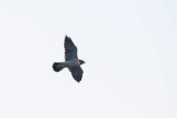 Obraz premium peregrine falcon (Falco peregrinus) in flight