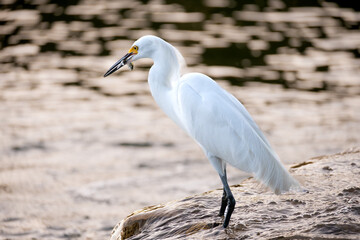 snowy egret (Egretta thula) in the wild with freshly caught fish in its beak