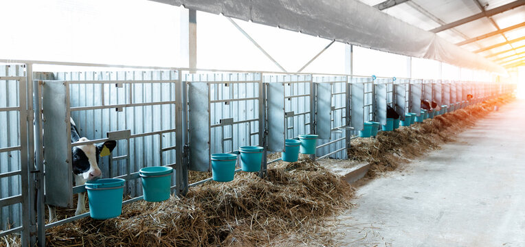 Modern dairy farm barn with calves in individual stalls for calf