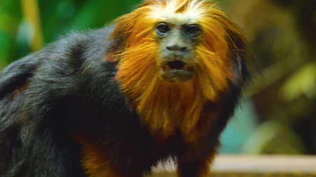 Close up of a lion tamrin monkey head sitting down and looking around in a shady place