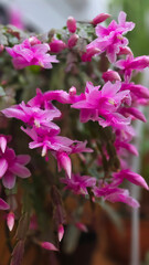 Obraz premium Close-up of vibrant pink Christmas cactus flowers covered with fresh water drops, soft natural light, shallow depth of field, floral background.