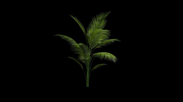 Areca tree swaying in summer wind, realistic animation with transparent background and alpha channel in 4k
