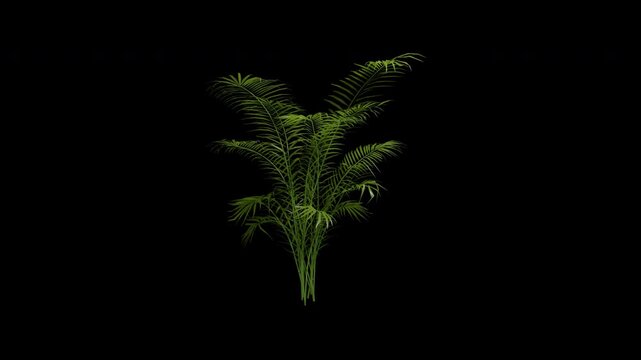 Areca tree swaying in summer wind, realistic animation with transparent background and alpha channel in 4k