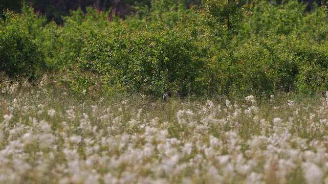 steppe crane sneaks through the thickets of flowering meadowsweet