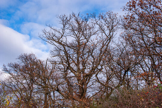 Robinien vor Wolkenhimmel
