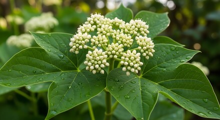 White Flower Clusters of Black Plant in Shade Botanical Nature Detail