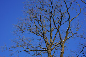 tBare Tree Branches Against Clear Blue Winter Sky