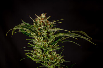 Mature marijuana flower Special queen variety with black wall
