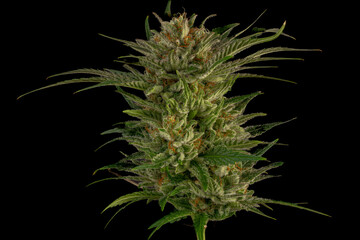Mature marijuana flower Special queen variety with black wall