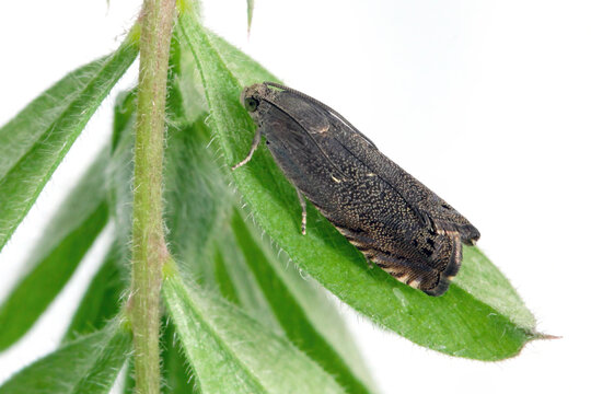 Cydia nigricana, the pea moth, is a moth of the family Tortricidae. arvae (caterpillars) feed in the pods of peas.