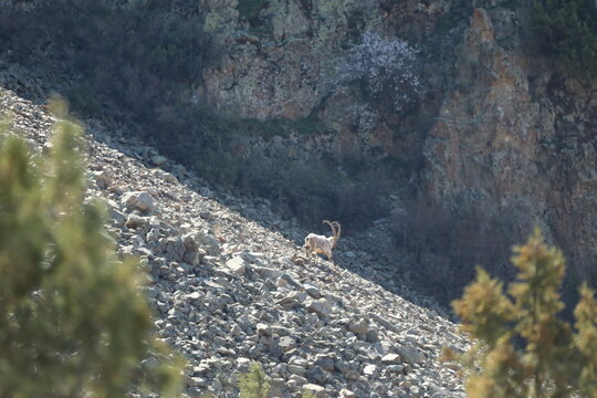 Male bezoar goat running away