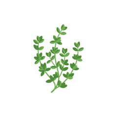 Obraz premium Flat Vector Illustration of Fresh Thyme Plant with Green Leaves