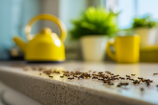 Numerous ants marching across a kitchen counter with bright yellow kettle and cup in soft background sunlight creating a lively home scene