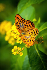 Fototapeta premium An Exquisite Argynnis Butterfly Perched Gracefully on a Cluster of Yellow Flowers, Displaying Intricate Wing Patterns Amidst a Backdrop of Verdant Foliage