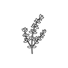 Fototapeta premium Minimal Flat Line Art Thyme Branch Vector Icon on White Background