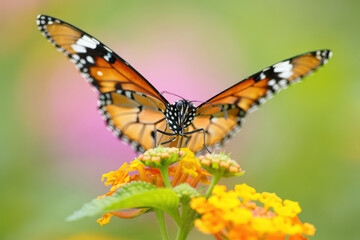Fototapeta premium An Orange Monarch Butterfly with Black and White Markings Sipping Nectar from a Cluster of Yellow Lantana Flowers, Capturing the Essence of Pollination