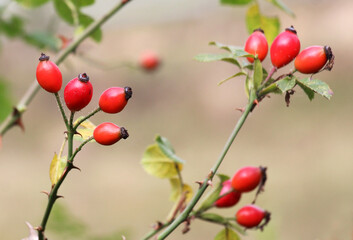 Berries ripen on the branch of a dog rose bush © orestligetka