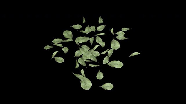 Dead Leaf with alpha channel and transparent background