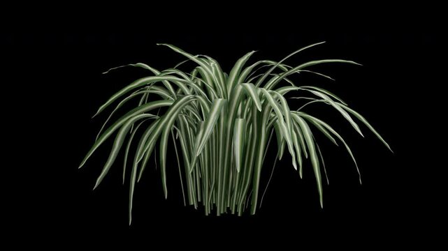 Chlorophytum A swaying in summer wind, realistic animation with transparent background and alpha channel in 4k