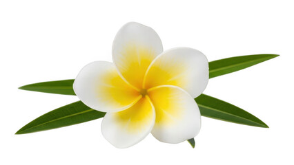 White plumeria flower with yellow center isolated on transparent background