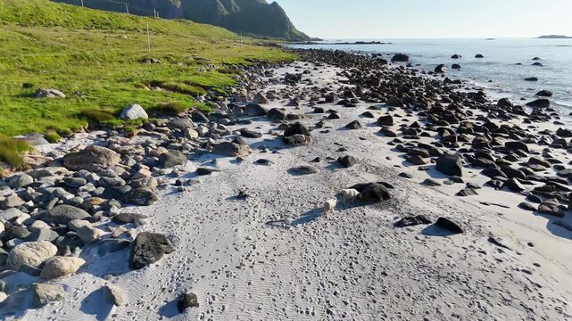 Drone flight above sandy beach with bolders on Vesteralen, Vester&aring;len islands. 2 sheep walking on the beach towards big boulder for protection agains the warmth of the sun. Farm animals on beach.