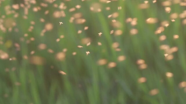 Swarming insects in a wooded meadow at sunset during the summer