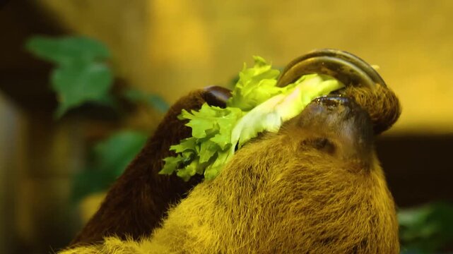 Close up of sloth head eating lettuce upside down. ina shady tree
