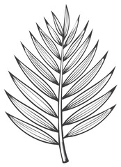 Obraz premium Detailed hand-drawn illustration of a palm leaf, black and white sketch.