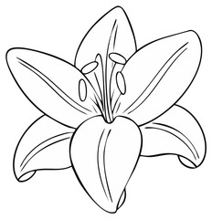Obraz premium Lily flower line drawing illustration showing reproductive organs, petals, and stem.