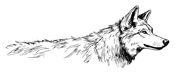 realistic hand drawn wolf head in profile view black and white © Kaz